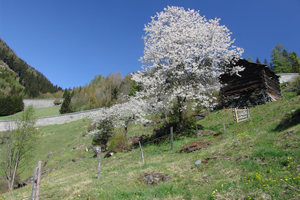 Mallnitz - Frühling